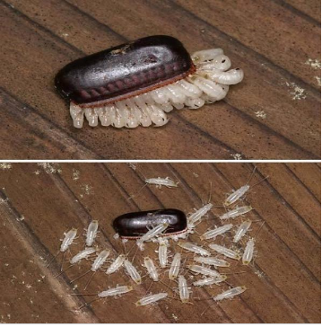 蟑螂幼虫图片大小图片
